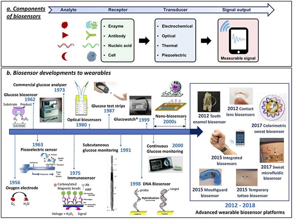 Biosensor components and the path of biosensor development for wearables 