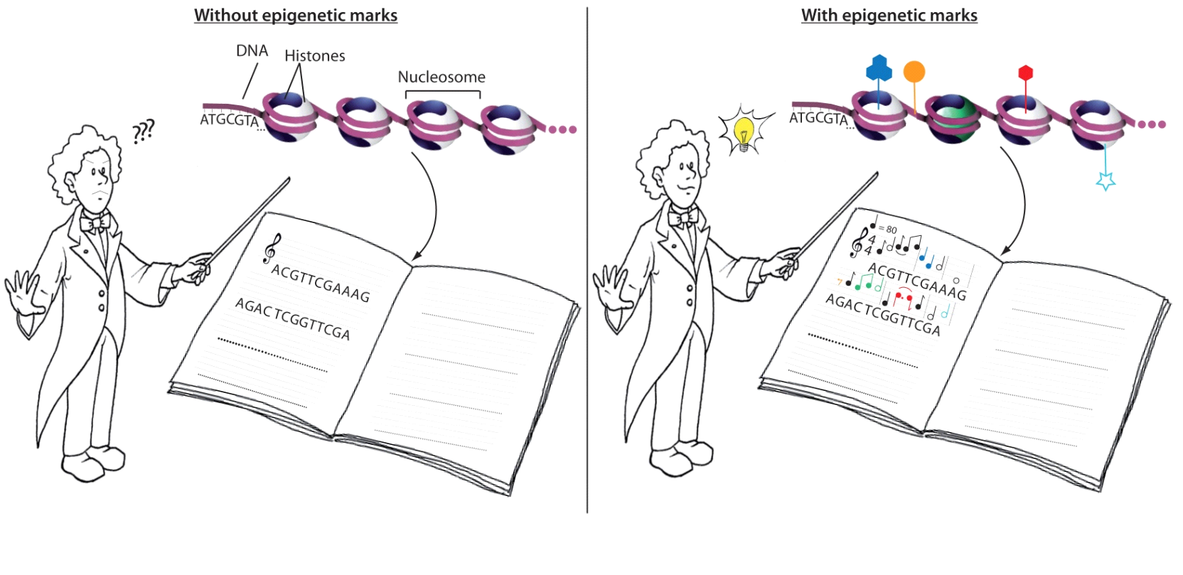 Figure 1. Chromosomes and epigenetics