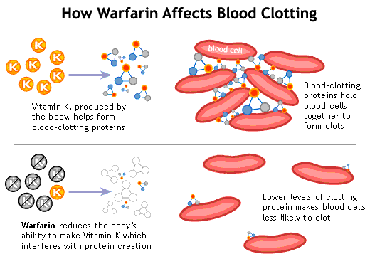 Figure 2. How warfarin affects blood clotting.