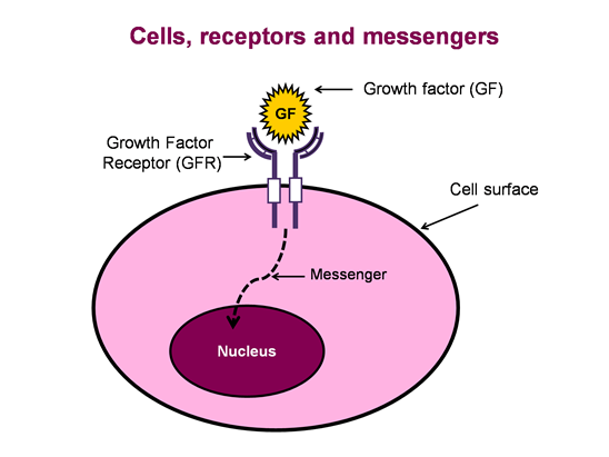 cells 1