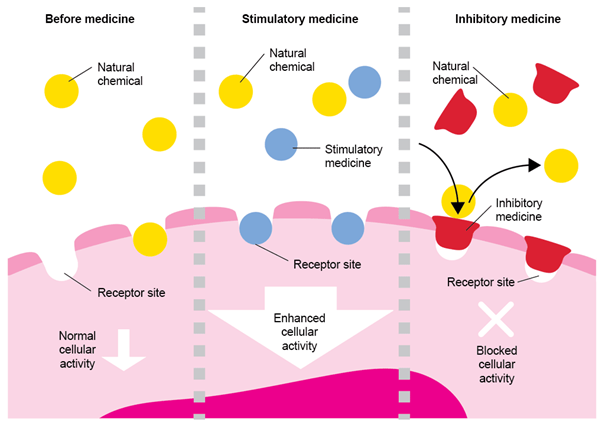 Active substances bind to cell receptors and enhance cellular activity by continually occupying receptors.