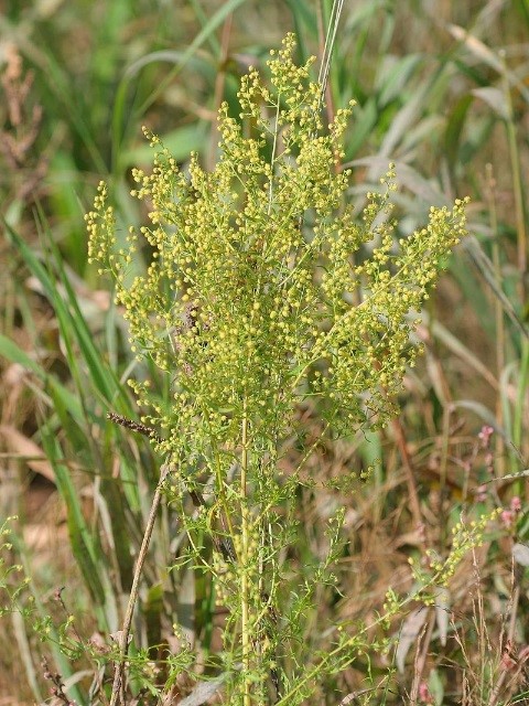 Artemisia annua