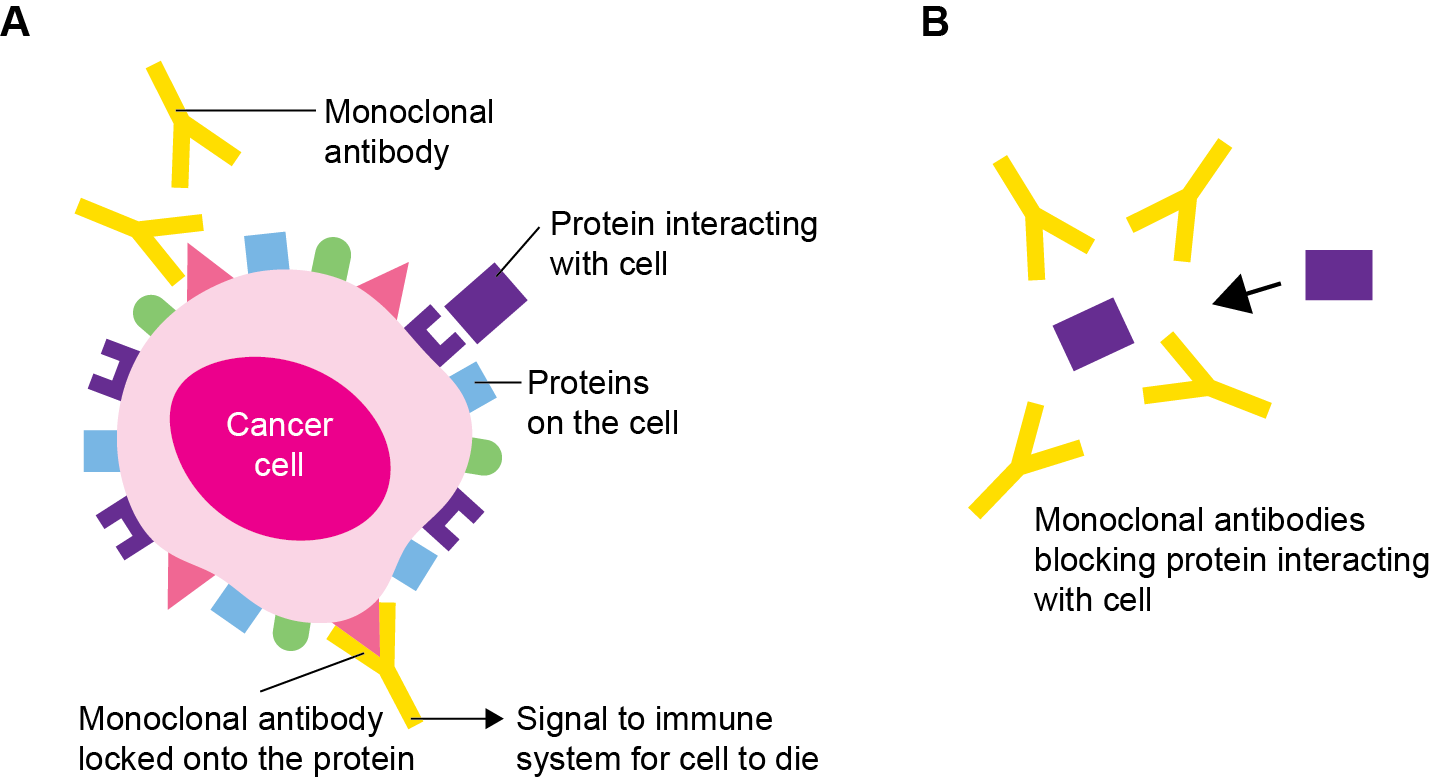 antibodies immune system