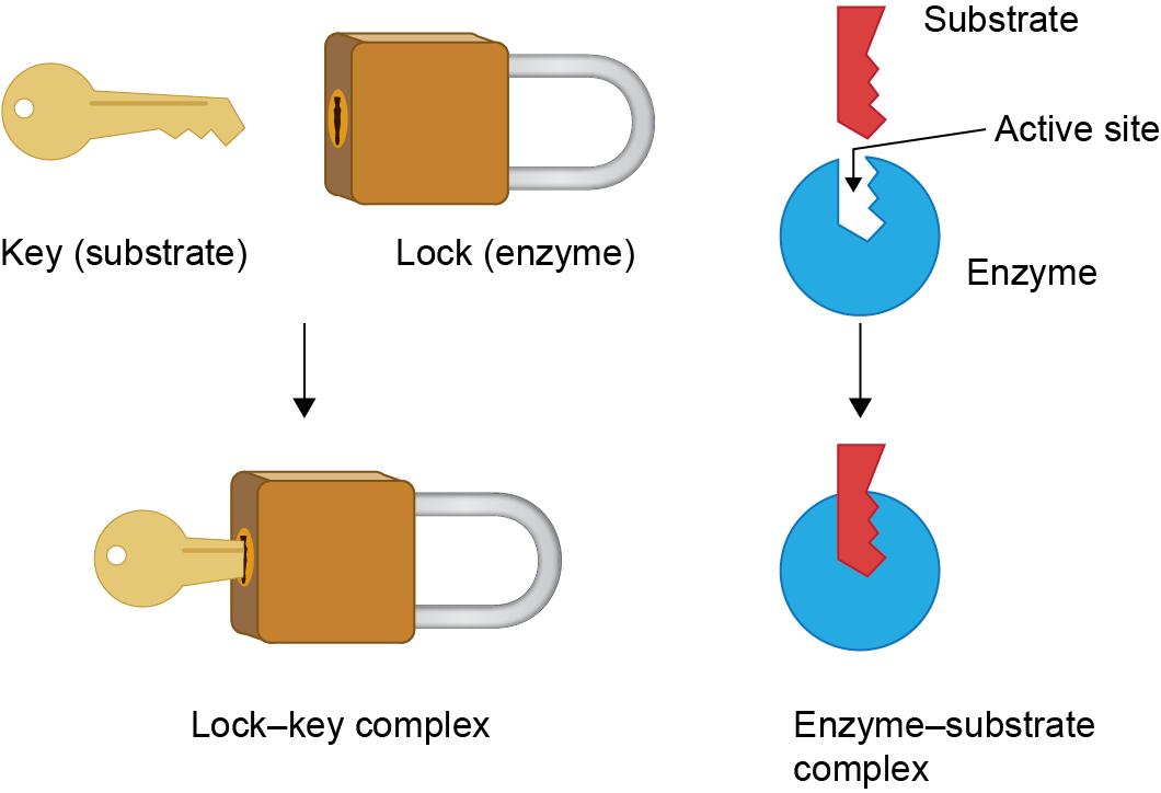 Lock-and-key model Definition and Examples - Biology Online Dictionary