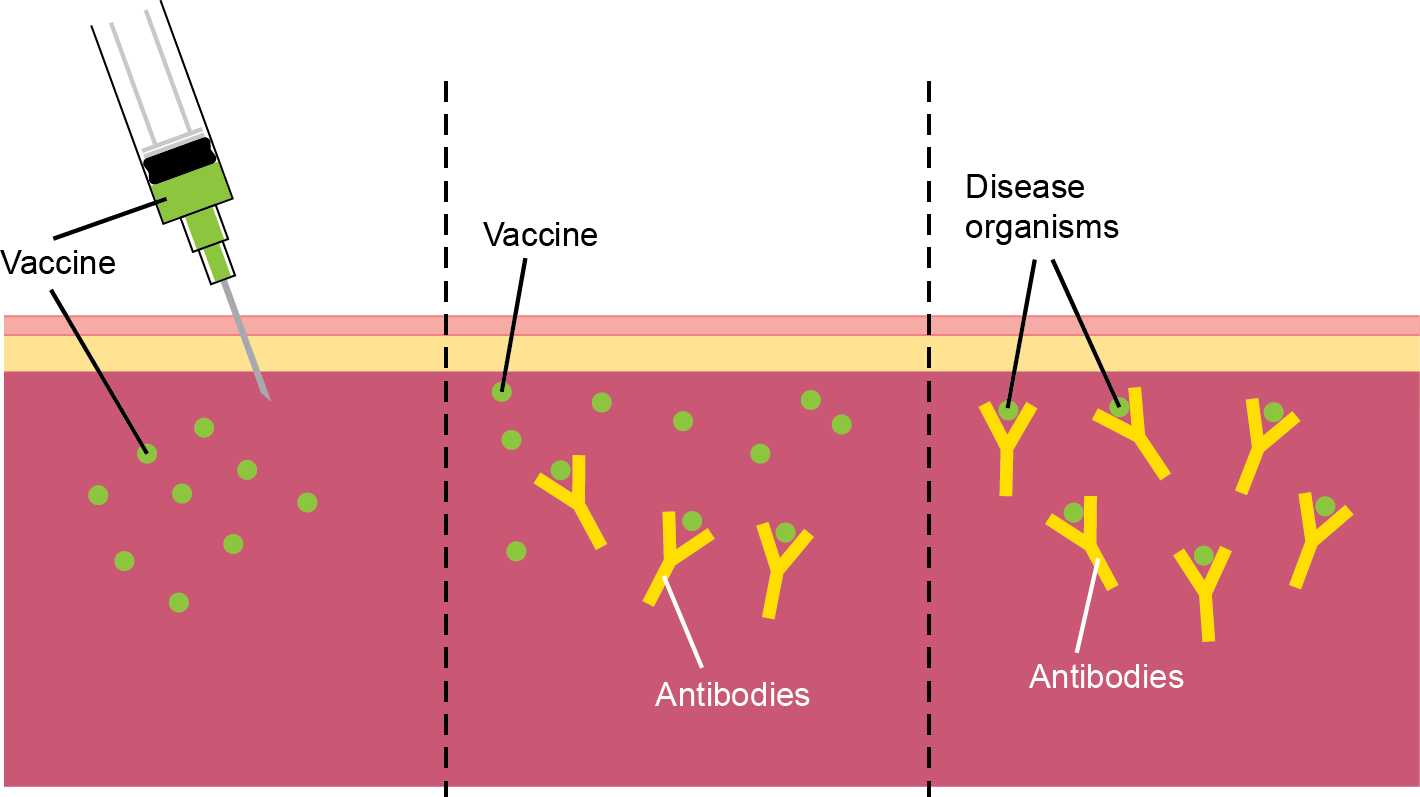 vaccines