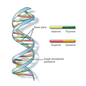 dna helix