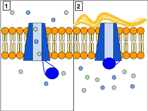 cftr protein channel