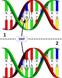 snp molecule