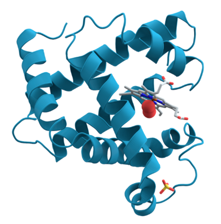 myoglobin