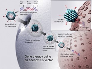gene therapy adenovirus vector