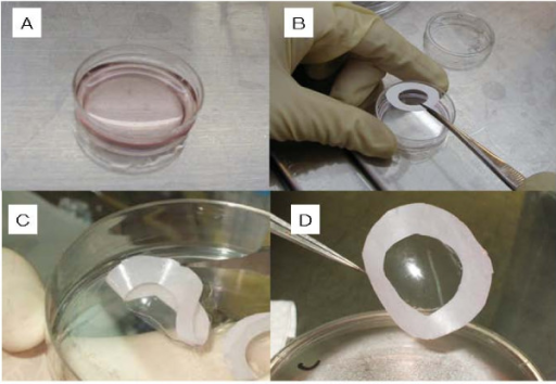 preparation of bioengineered