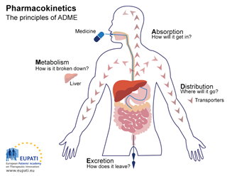 Illustrated chart of the principles of ADME 